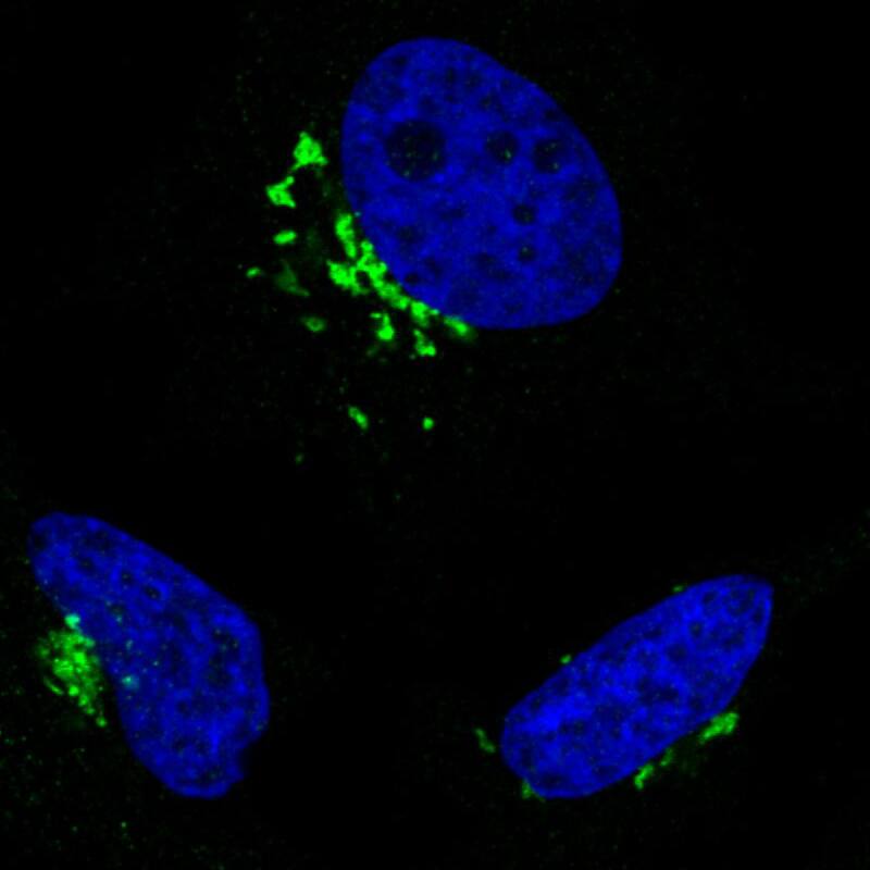 Staining in HeLa cell line with Anti-GRASP55 monoclonal antibody) .