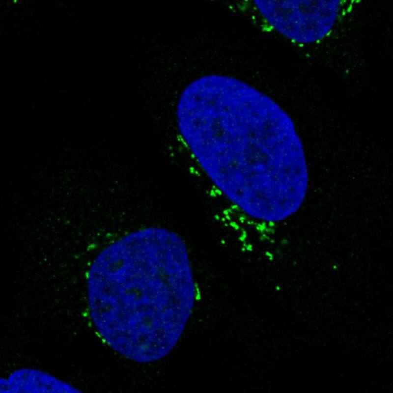 Staining in U2OS cell line with Anti-GRASP55 monoclonal antibody) .