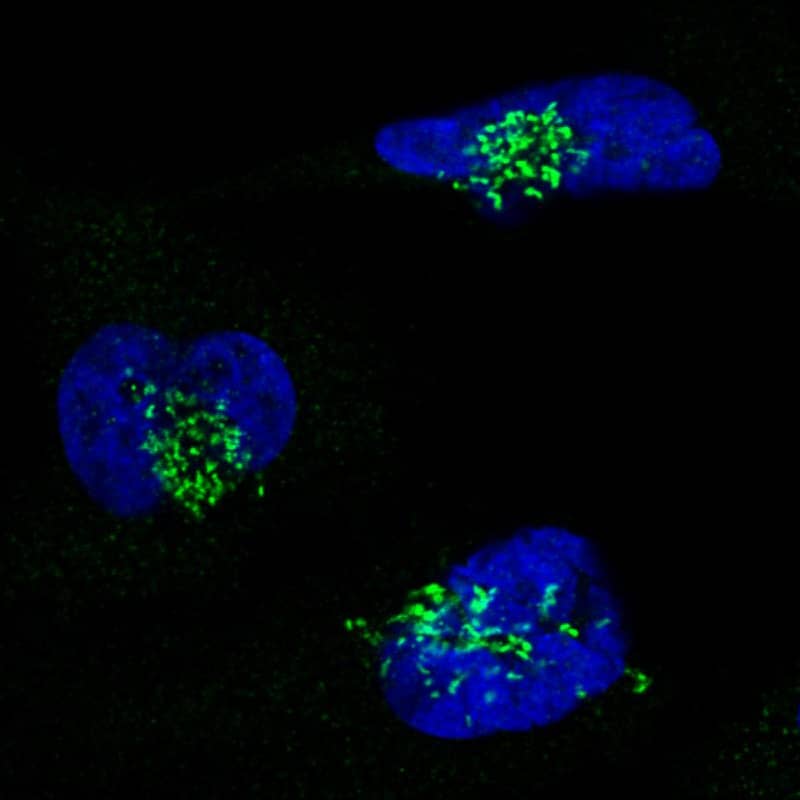 Staining in U251 cell line with Anti-GRASP55 monoclonal antibody) .