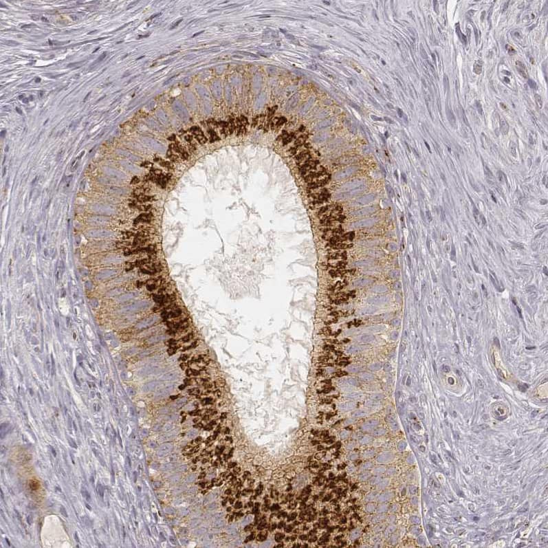 Staining of human epididymis shows strong golgi positivity in glandular cells.