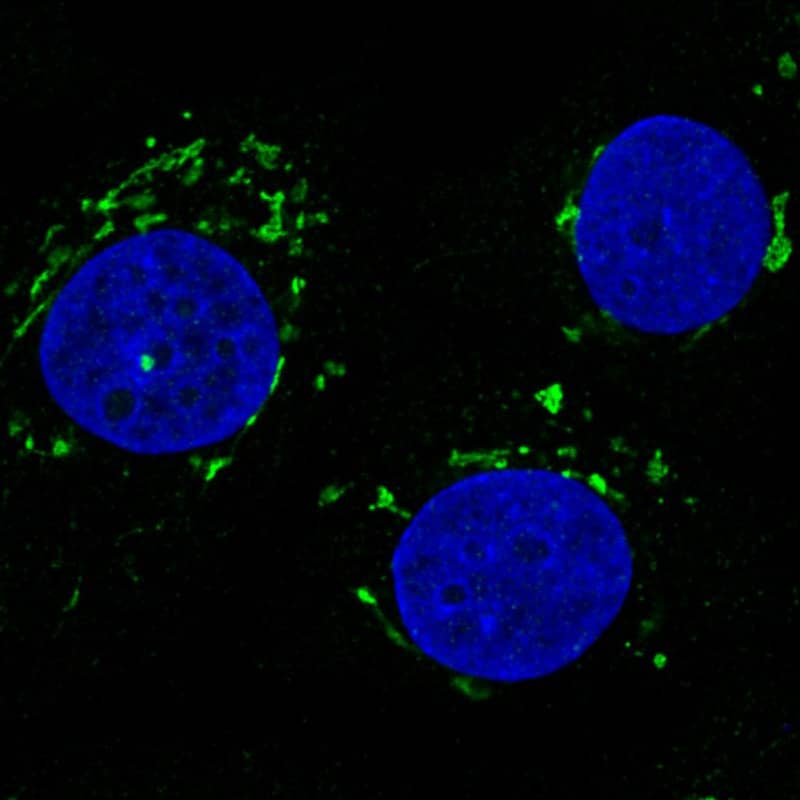 Staining in MCF7 cell line with Anti-GRASP55 monoclonal antibody) .