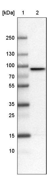 Western Blot CARS Antibody (CL2302) - Azide and BSA Free