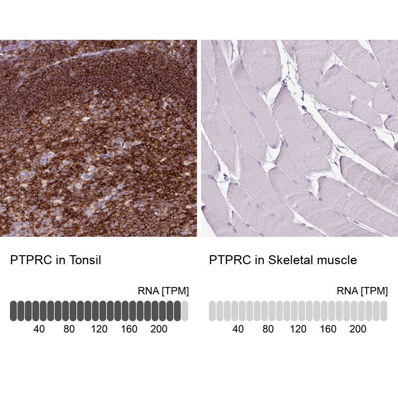 Analysis in human tonsil and skeletal muscle tissues using NBP3-44489 antibody. Corresponding PTPRC RNA-seq data are presented for the same tissues.