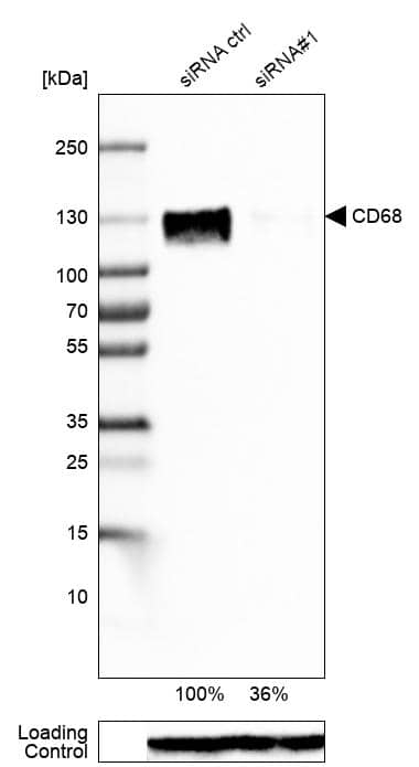 Analysis in U-87MG ATCC cells transfected with control siRNA, target specific siRNA probe #1, using Anti-CD68/SR-D1 antibody. Remaining relative intensity is presented. Loading control: Anti-GAPDH.