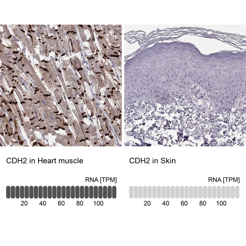Analysis in human heart muscle and skin tissues using NBP3-44495 antibody. Corresponding N-Cadherin RNA-seq data are presented for the same tissues.