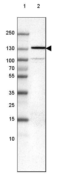 Lane 1: Marker [kDa] 250, 130, 100, 70, 55, 35, 25, 15, 10Lane 2: Human cell line U-251 MG
