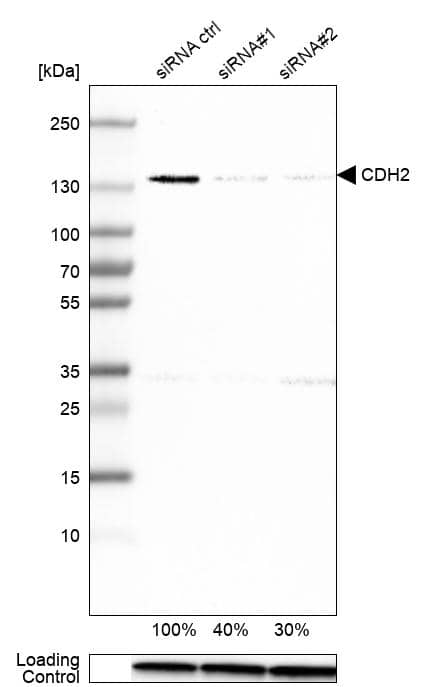 Analysis in U-251MG cells transfected with control siRNA, target specific siRNA probe #1 and #2, using Anti-N-Cadherin antibody. Remaining relative intensity is presented. Loading control: Anti-GAPDH.