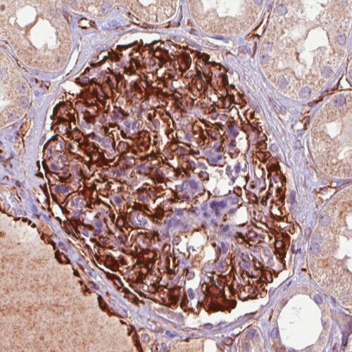 Staining of human kidney shows strong positivity in renal glomeruli. 