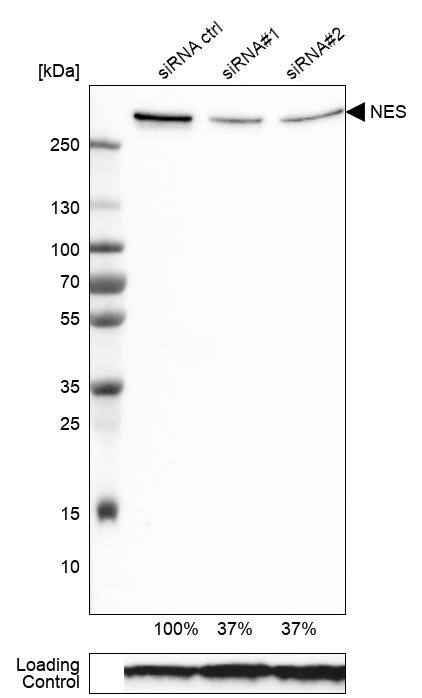 Analysis in U-251MG cells transfected with control siRNA, target specific siRNA probe #1 and #2, using Anti-Nestin antibody. Remaining relative intensity is presented. Loading control: Anti-GAPDH.