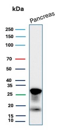 Western Blot Analysis of human pancreas lysate using ELA3A Antibody (CELA3A/12552).