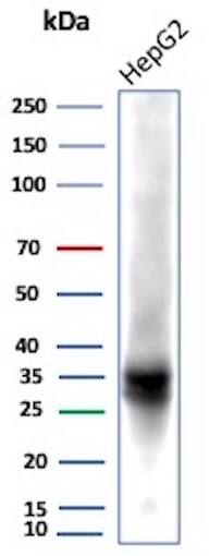 Western Blot Analysis of human HepG2 lysate using Aldo-keto Reductase 1C1/AKR1C1 Antibody (AKR1C1/9318).