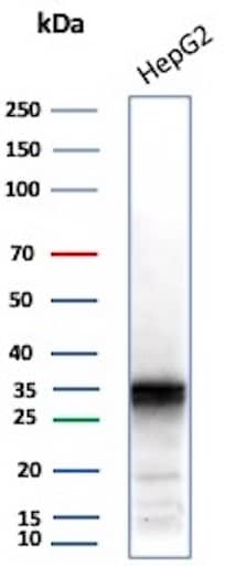 Western Blot Analysis of HePG2 cell lysate using Aldo-keto Reductase 1C1/AKR1C1 Antibody (AKR1C1/9062).