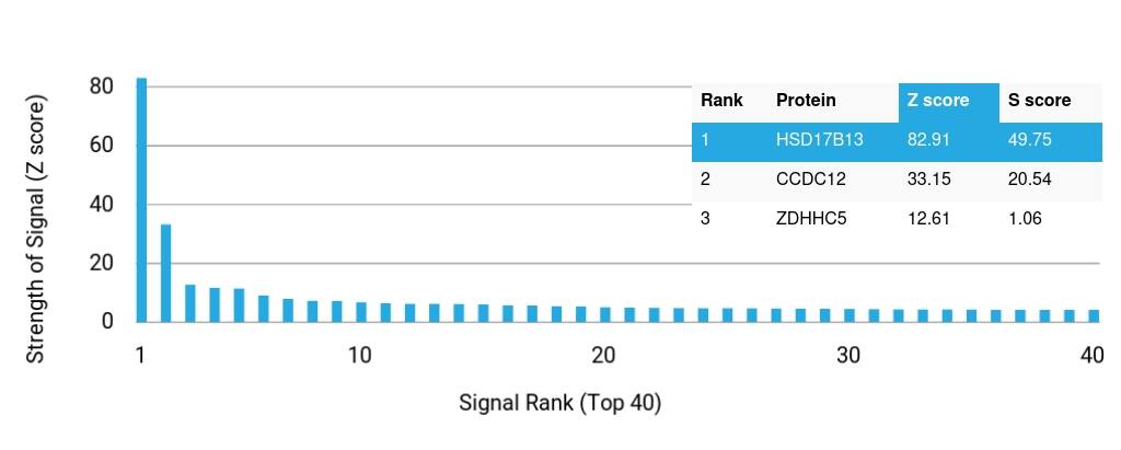Analysis of Protein Array containing more than 19,000 full-length human proteins using HSD17B13 Antibody (HSD17B13/13101).