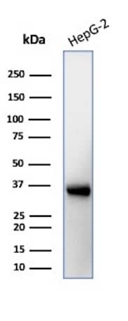 Western Blot Analysis of HepG2 cell lysate using Aquaporin-4 Antibody (AQP4/3323).