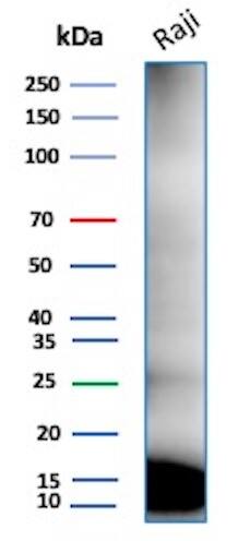 Western Blot Analysis of HeLa lysate using Ubiquitin B Antibody (rUBB/9476).