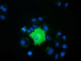 Anti-PEX5 mouse monoclonal antibody immunofluoreaining of COS7 cells transiently transfected by pCMV6-ENTRY PEX5 .