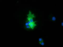 Anti-PEX5 mouse monoclonal antibody immunofluoreaining of COS7 cells transiently transfected by pCMV6-ENTRY PEX5 .