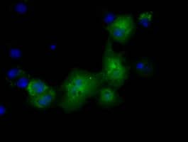 Anti-PKLR mouse monoclonal antibody immunofluoreaining of COS7 cells transiently transfected by pCMV6-ENTRY PKLR .