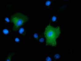 Immunocytochemistry/ Immunofluorescence PEPD Antibody (OTI1B7)
