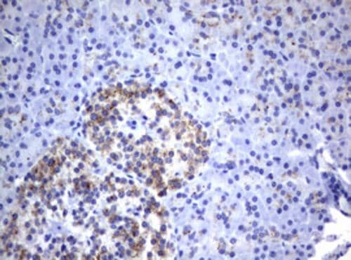 Immunohistochemical staining of paraffin-embedded Human pancreas tissue within the normal limits using anti-NEU1 mouse monoclonal antibody. Heat-induced epitope retrieval by EDTA solution buffer pH 8.0 at 120Â°C for 3 min.