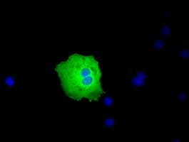 Anti-PEX5 mouse monoclonal antibody immunofluoreaining of COS7 cells transiently transfected by pCMV6-ENTRY PEX5 .