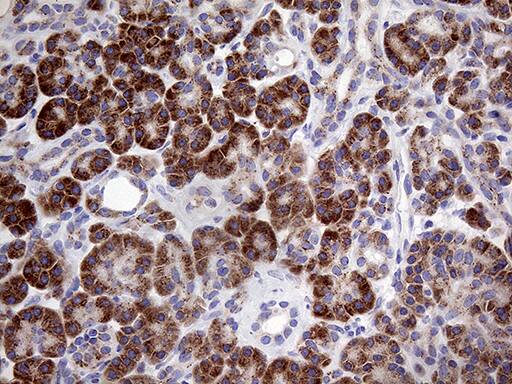Immunohistochemical staining of paraffin-embedded Human pancreas tissue within the normal limits using anti-MYOT mouse monoclonal antibody. Heat-induced epitope retrieval by EDTA solution buffer pH 8.0 at 120Â°C for 3 min.