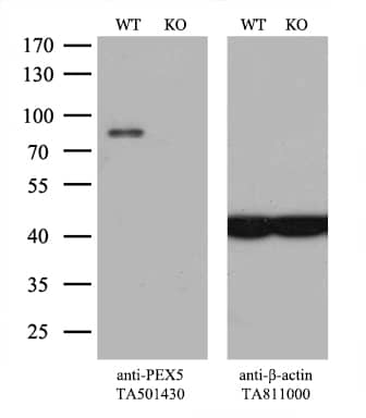 Equivalent amounts of cell lysates (10 ug per lane) of wild-type 293T cells (WT, # and PEX5-Knockout 293T cells (KO, ) were separated by SDS-PAGE and immunoblotted with anti-PEX5 monoclonal antibody, (1:500). Then the blotted membrane was stripped and reprobed with anti-b-actin antibody as a loading control.