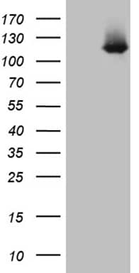 HEK293T cells were transfected with the pCMV6-ENTRY control (Left lane) or pCMV6-ENTRY LONRF3 (, Right lane) cDNA for 48 hrs and lysed. Equivalent amounts of cell lysates (5 ug per lane) were separated by SDS-PAGE and immunoblotted with anti-LONRF3 (1:2000). 