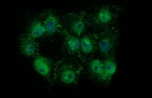 Anti-TH mouse monoclonal antibody immunofluoreaining of COS7 cells transiently transfected by pCMV6-ENTRY TH .