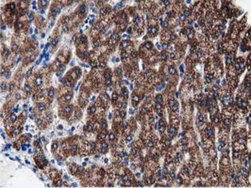 Immunohistochemistry PEPD Antibody (OTI5D5)