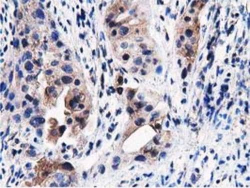 Immunohistochemistry PEPD Antibody (OTI5D5)