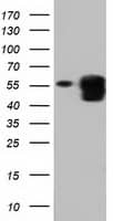 Western Blot PEPD Antibody (OTI5D5)