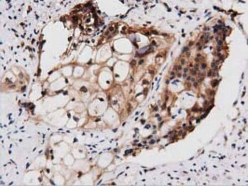 Immunohistochemistry PEPD Antibody (OTI1B7)