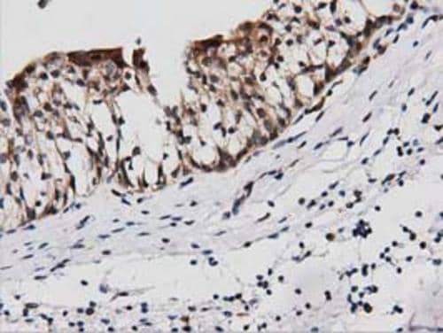 Immunohistochemistry PEPD Antibody (OTI1B7)