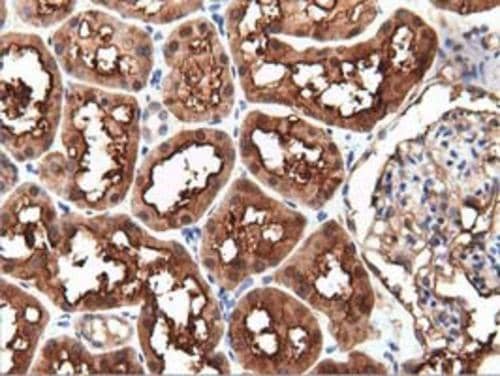 Immunohistochemistry PEPD Antibody (OTI1B7)