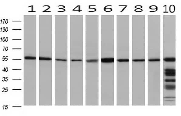 Western Blot PEPD Antibody (OTI1B7)