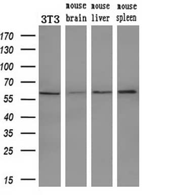 Western Blot PEPD Antibody (OTI1B7)