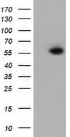 Western Blot PEPD Antibody (OTI1B7)