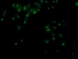 Anti-XPNPEP3 mouse monoclonal antibody immunofluoreaining of COS7 cells transiently transfected by pCMV6-ENTRY XPNPEP3 .