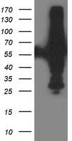 HEK293T cells were transfected with the pCMV6-ENTRY control (Left lane) or pCMV6-ENTRY XPNPEP3 (, Right lane) cDNA for 48 hrs and lysed. Equivalent amounts of cell lysates (5 ug per lane) were separated by SDS-PAGE and immunoblotted with anti-XPNPEP3. Positive lysates