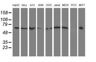 Western blot analysis of extracts (35ug) from 9 different cell lines by using anti-XPNPEP3 monoclonal antibody.