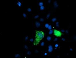 Anti-XPNPEP3 mouse monoclonal antibody immunofluoreaining of COS7 cells transiently transfected by pCMV6-ENTRY XPNPEP3 .