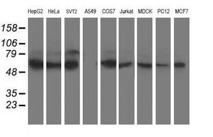 Western blot analysis of extracts (35ug) from 9 different cell lines by using anti-XPNPEP3 monoclonal antibody.