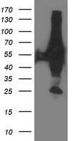 HEK293T cells were transfected with the pCMV6-ENTRY control (Left lane) or pCMV6-ENTRY XPNPEP3 (, Right lane) cDNA for 48 hrs and lysed. Equivalent amounts of cell lysates (5 ug per lane) were separated by SDS-PAGE and immunoblotted with anti-XPNPEP3. 