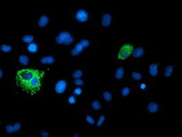 Anti-XPNPEP3 mouse monoclonal antibody immunofluoreaining of COS7 cells transiently transfected by pCMV6-ENTRY XPNPEP3 .