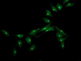 Immunofluoreaining of HeLa cells using anti-XPNPEP3 mouse monoclonal antibody .