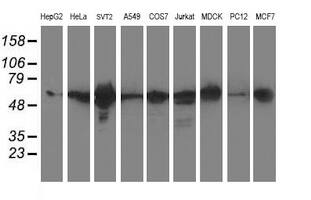 Western blot analysis of extracts (35ug) from 9 different cell lines by using anti-XPNPEP3 monoclonal antibody.