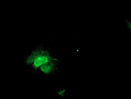 Anti-PECI mouse monoclonal antibody immunofluoreaining of COS7 cells transiently transfected by pCMV6-ENTRY PECI .