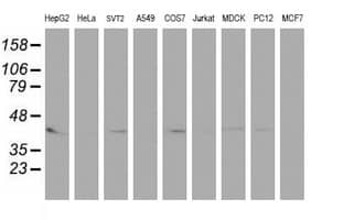 Western blot analysis of extracts (35ug) from 9 different cell lines by using anti-PECI monoclonal antibody.