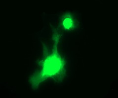 Anti-CRYGC mouse monoclonal antibody immunofluoreaining of COS7 cells transiently transfected by pCMV6-ENTRY CRYGC .